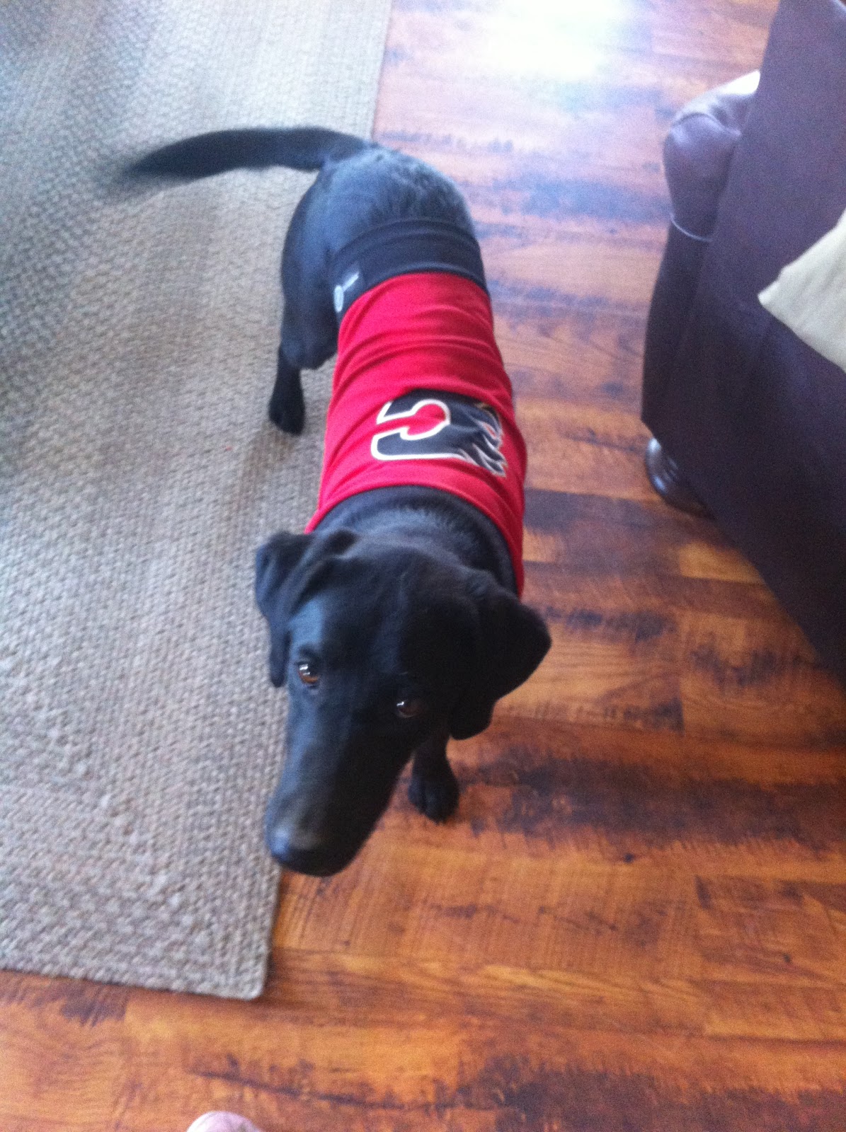 calgary flames dog jersey