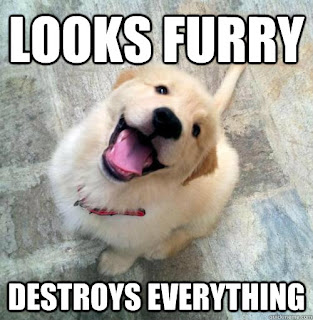 Looks furry destroys everything