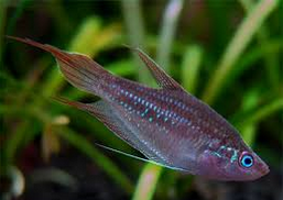 Pygmy Gourami, Ikan hias air tawar terindah, cantik