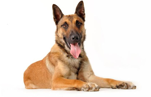 BELGIAN MALINOIS 