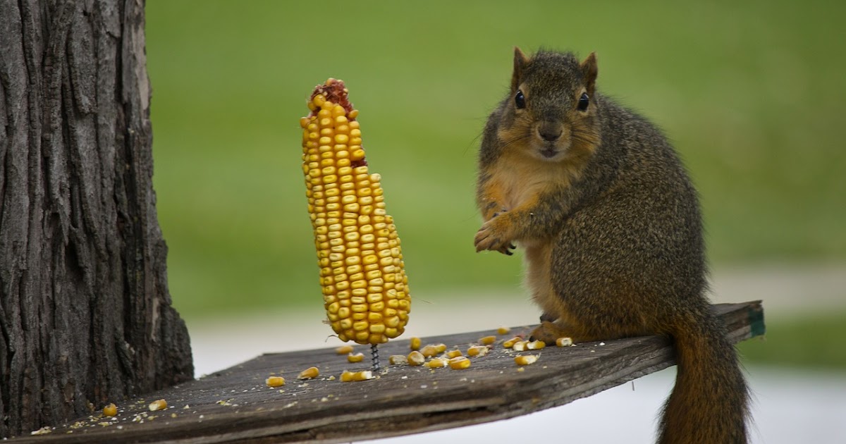 behavior of Squirrels