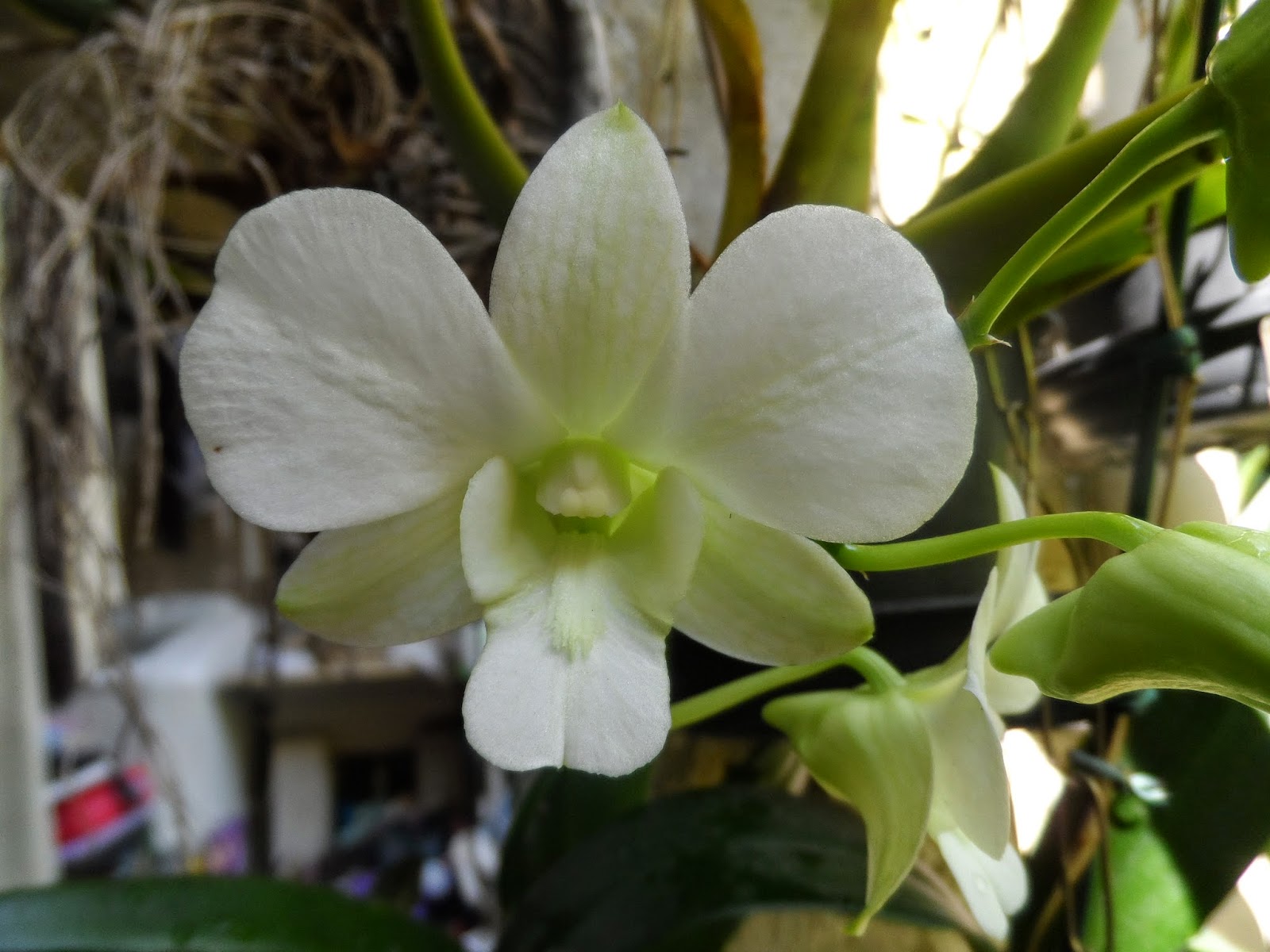 Amo Orquideas: Denphal branca floração maio 2015