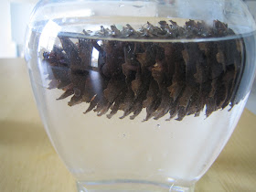 Umamah Learning Academy: Pine Cone Experiment