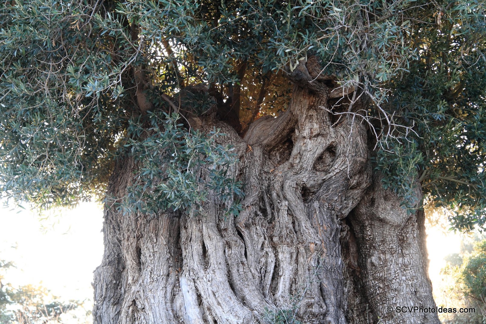 3000 year old ancient Olive trunk details