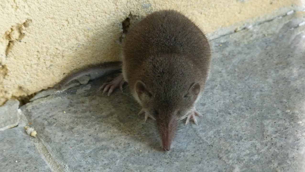 Faune Flore d'Ul Musaraigne