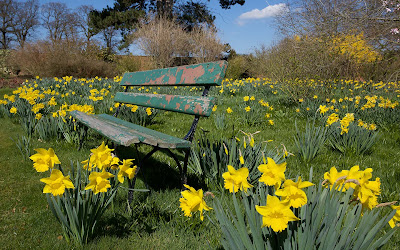 Daffodils Flower Garden Wallpapers