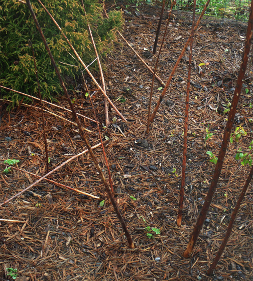 B D Lilies Garden Blog February 2018