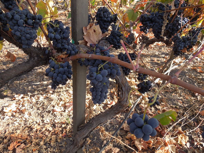 Ripe Grapes on the Vine at Peachy Canyon, 2013, ©B. Radisavljevic Looking Back at Peachy Canyon Tasting Room, 2013