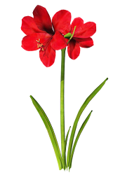 amaryllis flower clipart clip palm flowers trees thank cliparts tree tattoo resolution graphics library clipground visiting designs