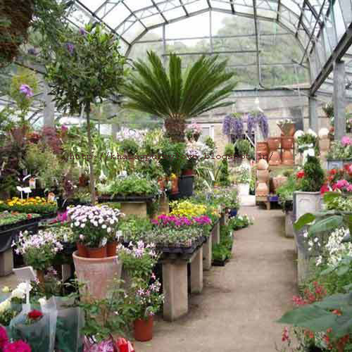 Nursery Com Thenurseries Kharagpurmylove Jakpur Rose Capital Of West Bengal