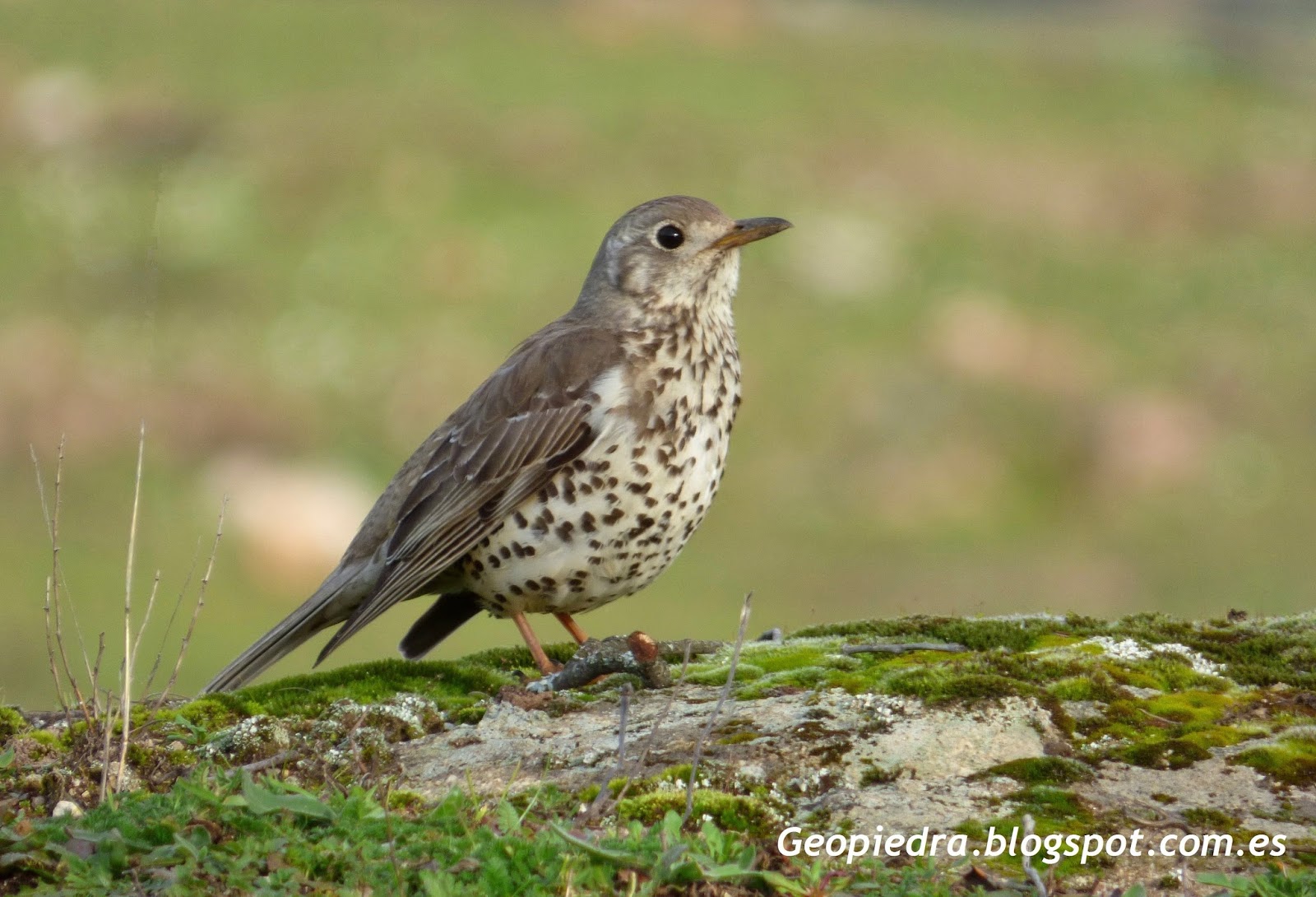 geopiedra En torno al río Becedas