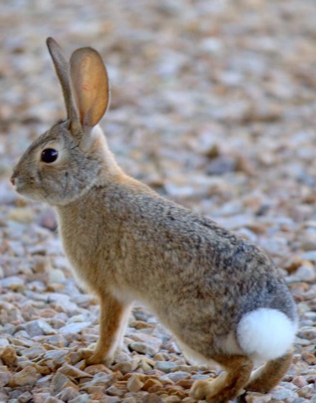 Handmade by Deb Origami Bunny Paper Towel Tutorial