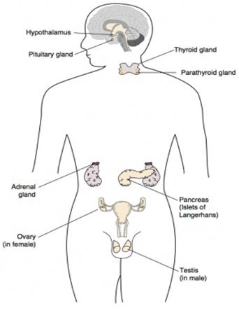 Various Glands and Hormones1 - मानव शरीर में विभिन्न ग्रंथियां और हार्मोन्स