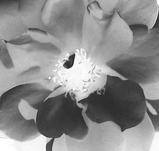 Roswila's Dream & Poetry Realm: THE MASK COMES OFF (photo) & UNMASKING