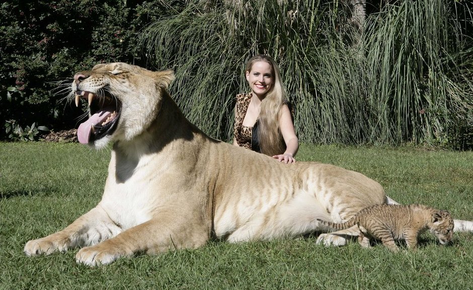 PASSATEMPOLAPA O maior felino do mundo PASSATEMPOLAPA O maior felino do mundo