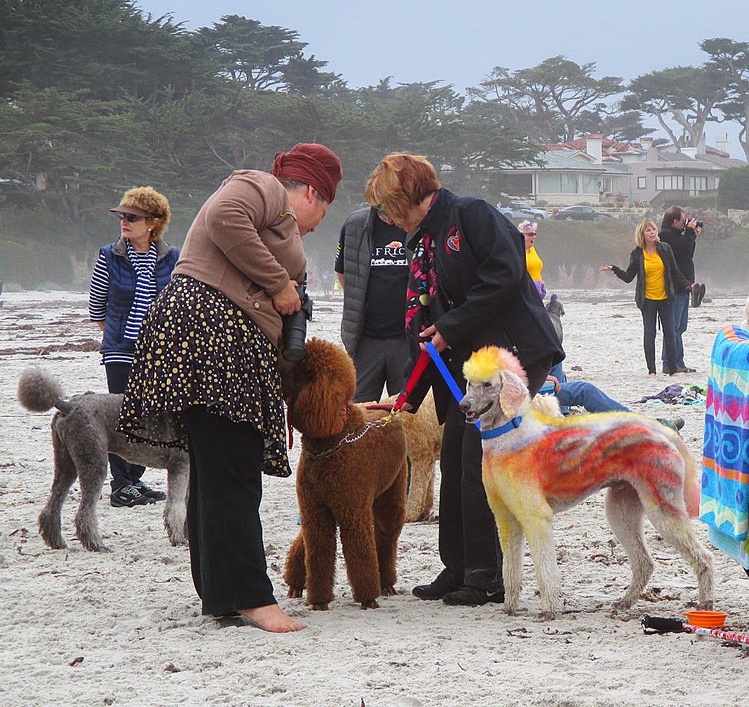 Carmel Poodle Day