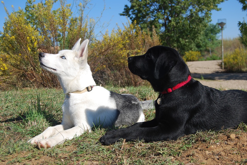 Everything about your Labrador Husky LUV My dogs
