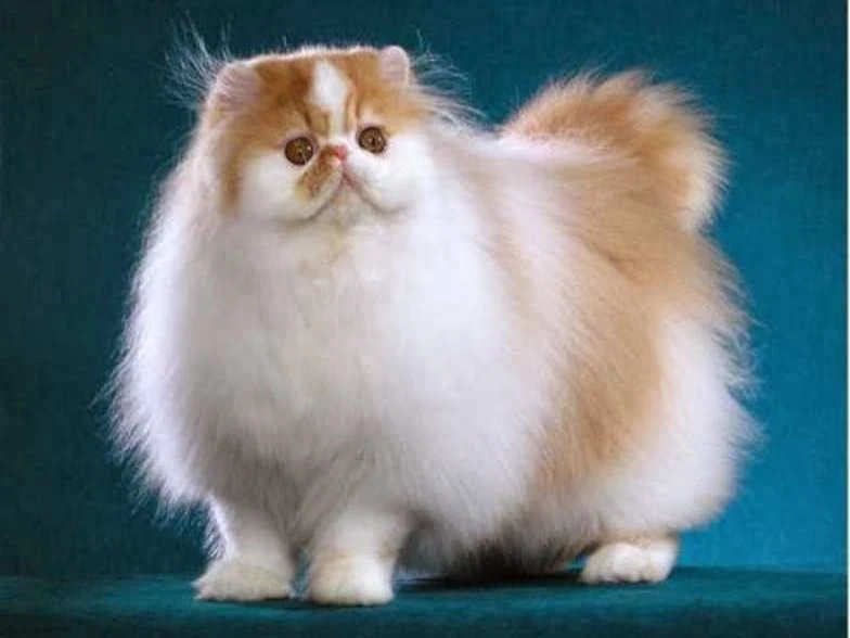 Cara merawat kucing dengan benar