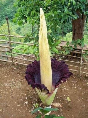 indonesia tanaman uniK