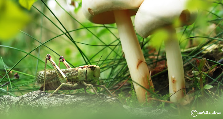 .: Liquid Light Render Elements