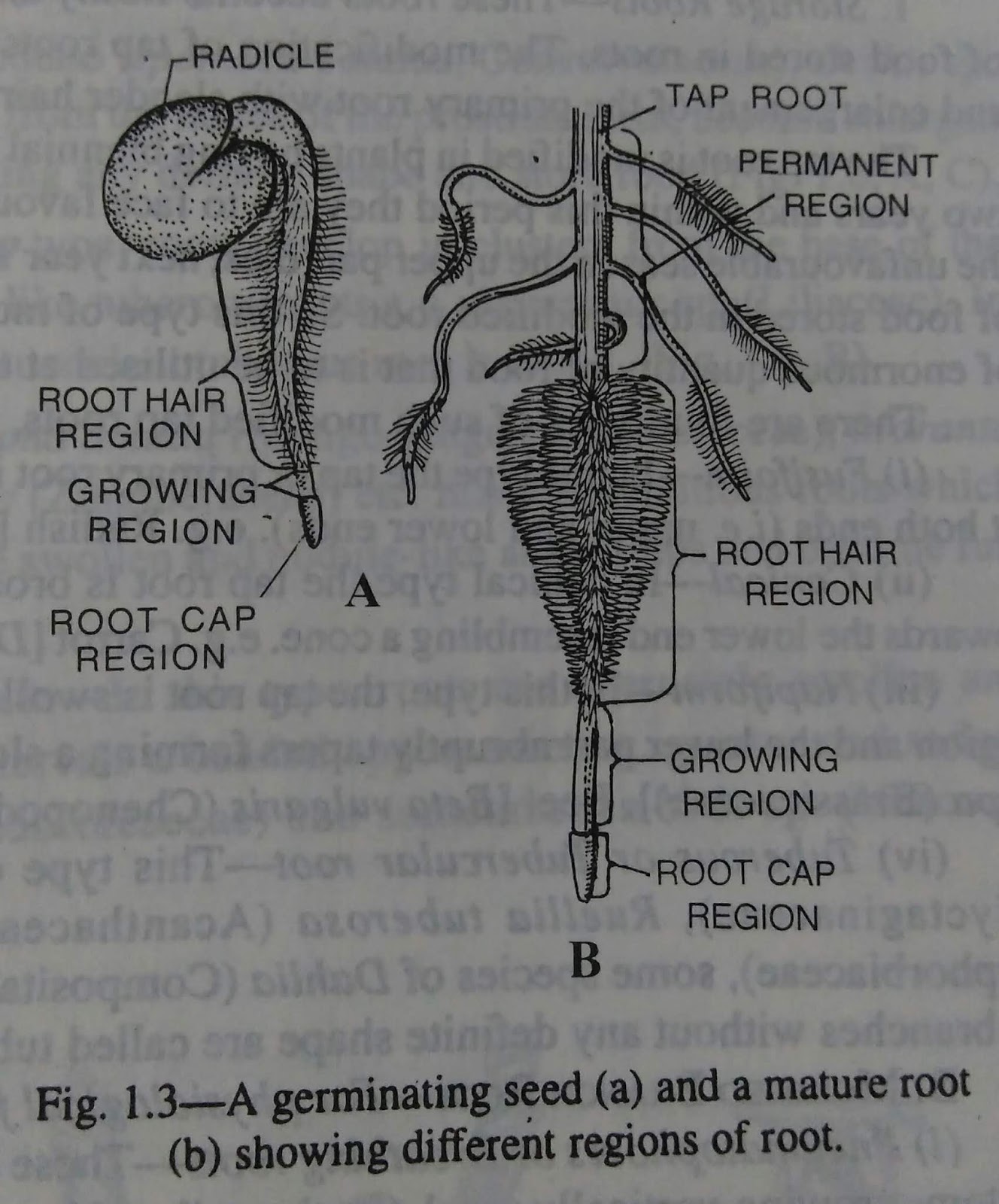 Roots Definition,characteristics, types and regions of rootsdigieduco