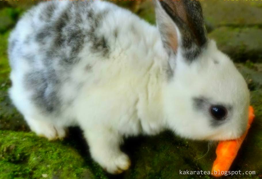 Rabbit Kelinci Kelinciku Makan Wortel Gambar