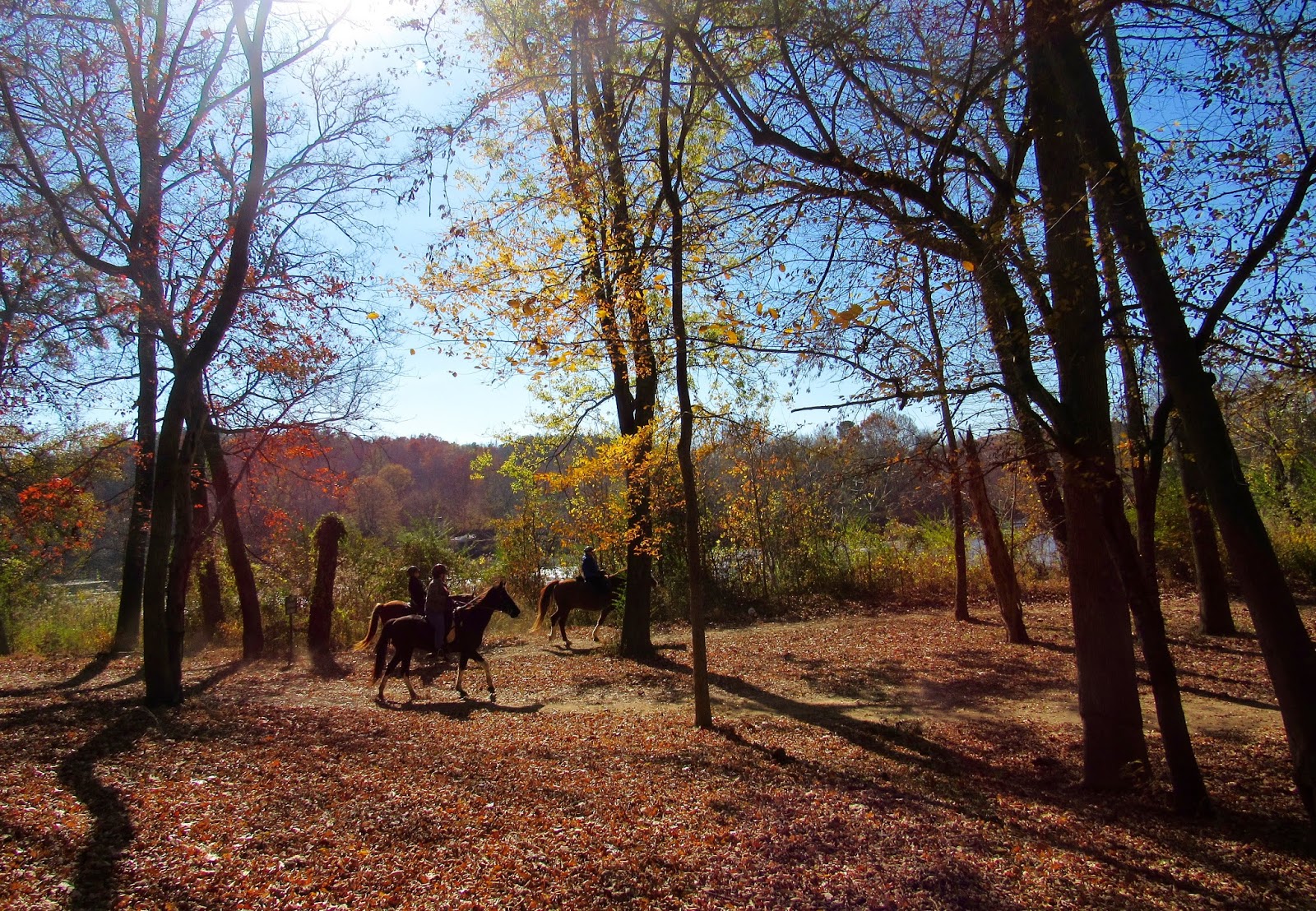 Where's Liz? 2016 McIntosh Reserve Park,