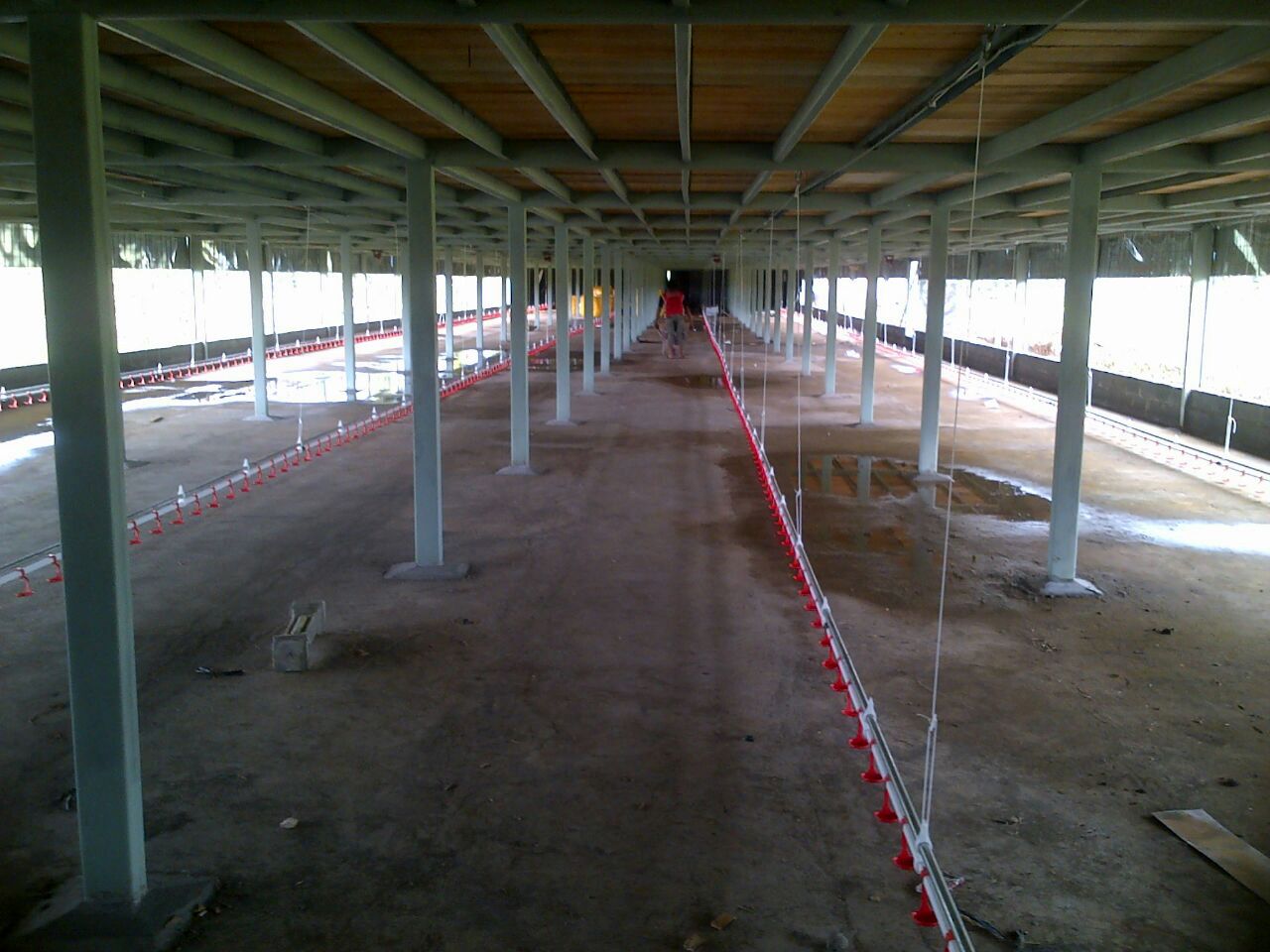 Gambar Lantai Kandang Ayam Potong Yang Banyak Di Cari!