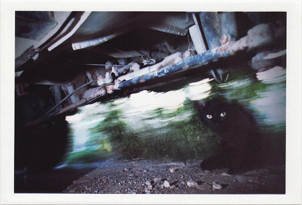 dirty photos - noah's ark fauna photo of black cat under car