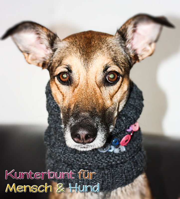DIY Gestrickter Loop für den Hund mit Applikationen