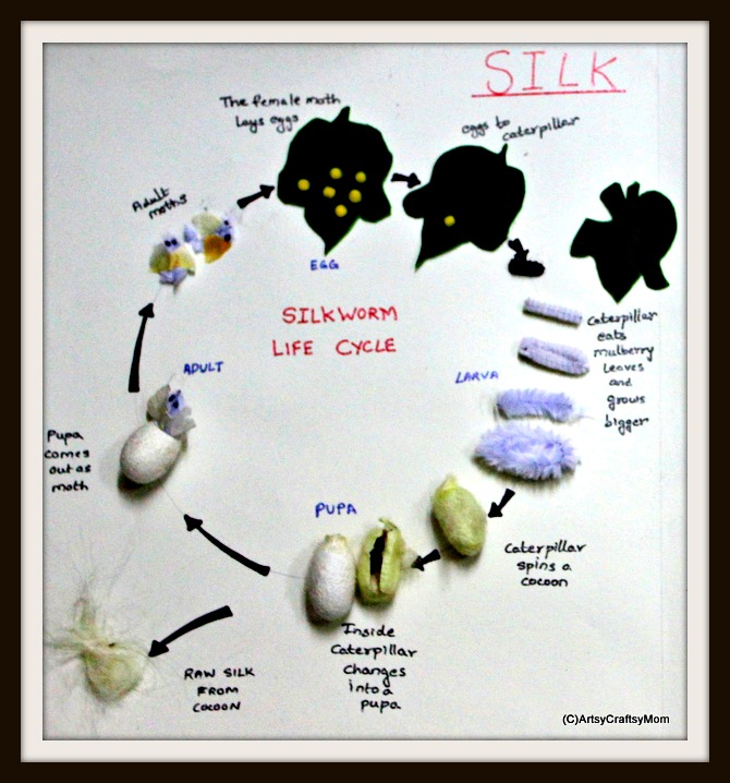 silk worm lifecycle