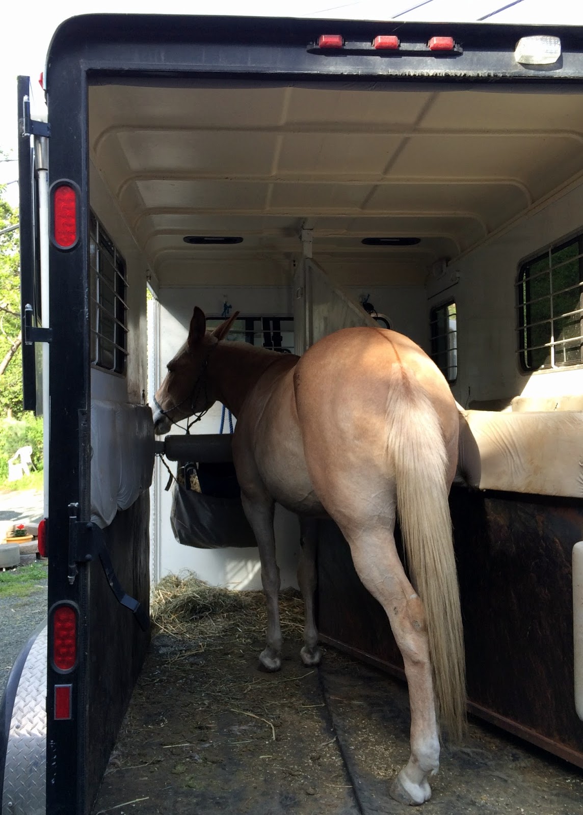 Trailer Training DIY Horse Ownership