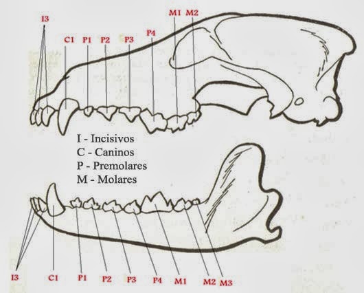Otra vetemirada: Estimación de la edad un animal a través dentadura