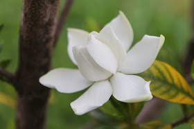 Entre plantas y macetas: La flor del Jazmín del cabo perfumará todo tu  jardín