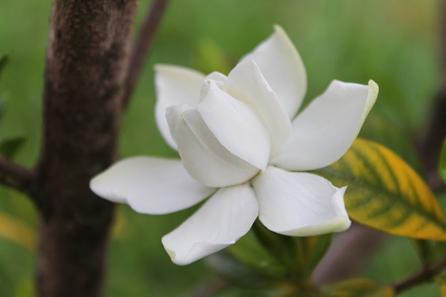 La flor del jazmín del Cabo perfumará todo tu jardín | Plantas