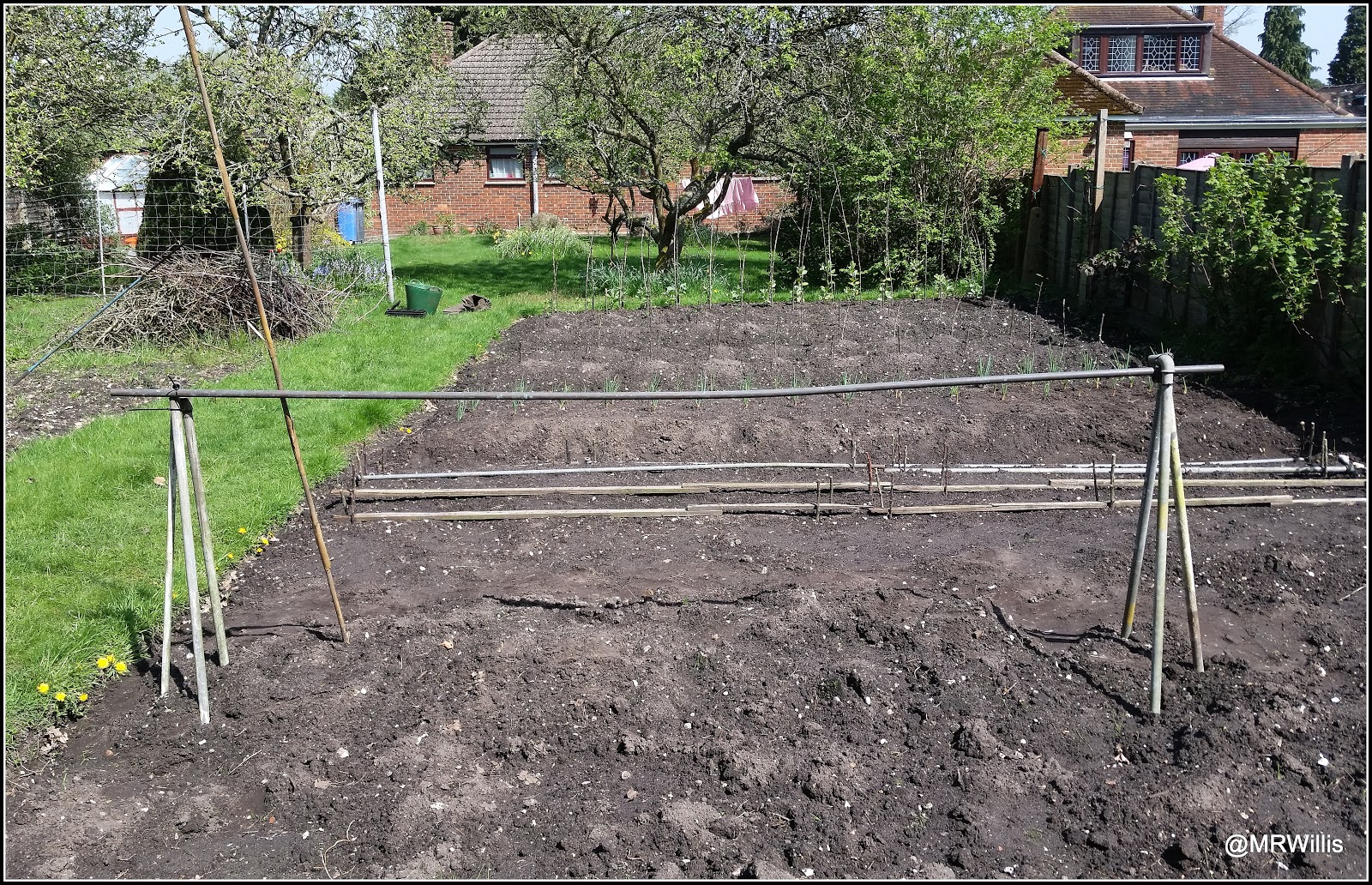 Mark s Veg Plot Beanpoles Mark s Veg Plot Beanpoles
