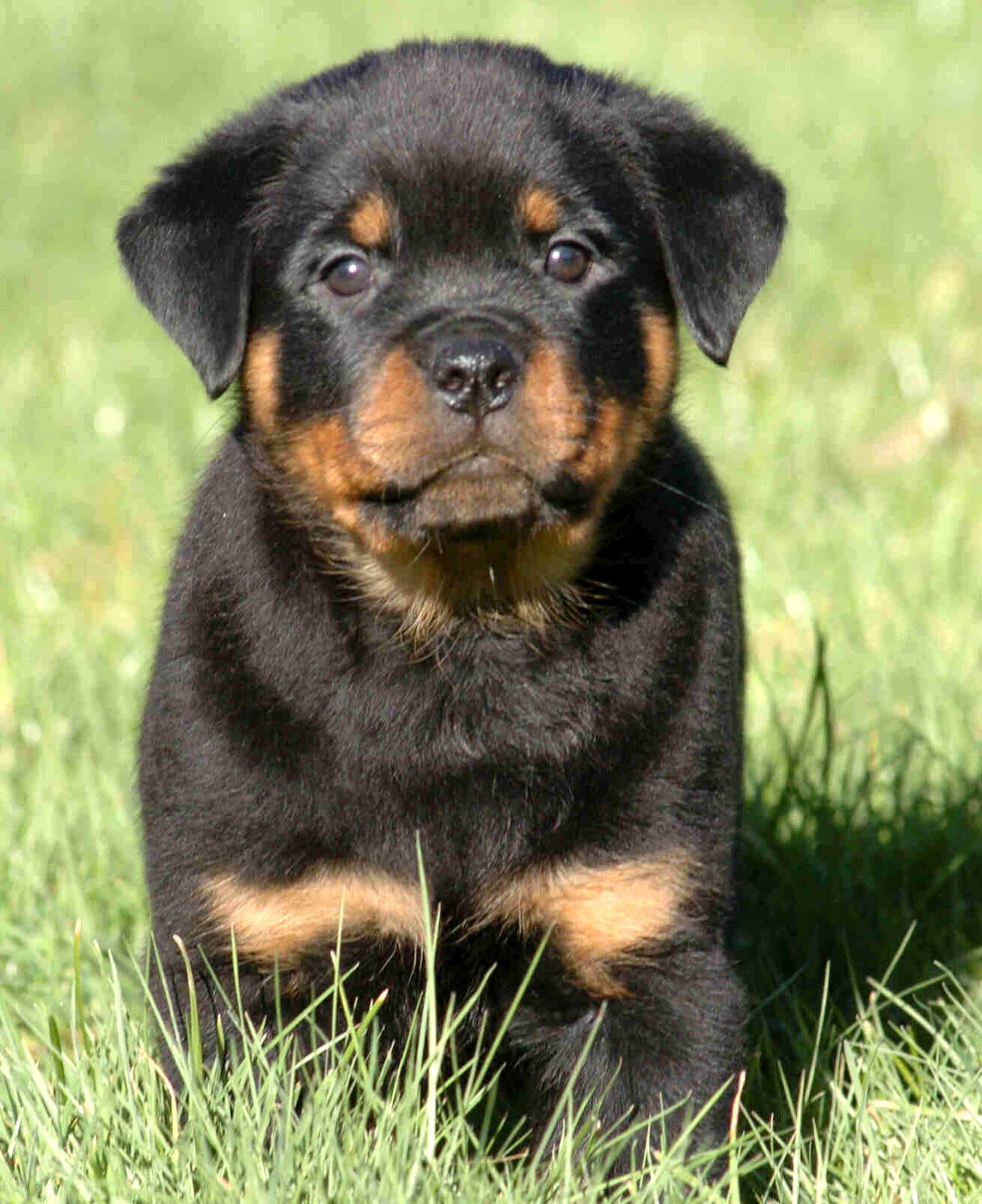 Dog Photo Funny Rottweilers Puppy Face Photo