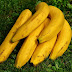 Banana da Madeira cresceu 1,7% em oito meses