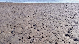 www.mylifewithphotographs.com periwinkle snails