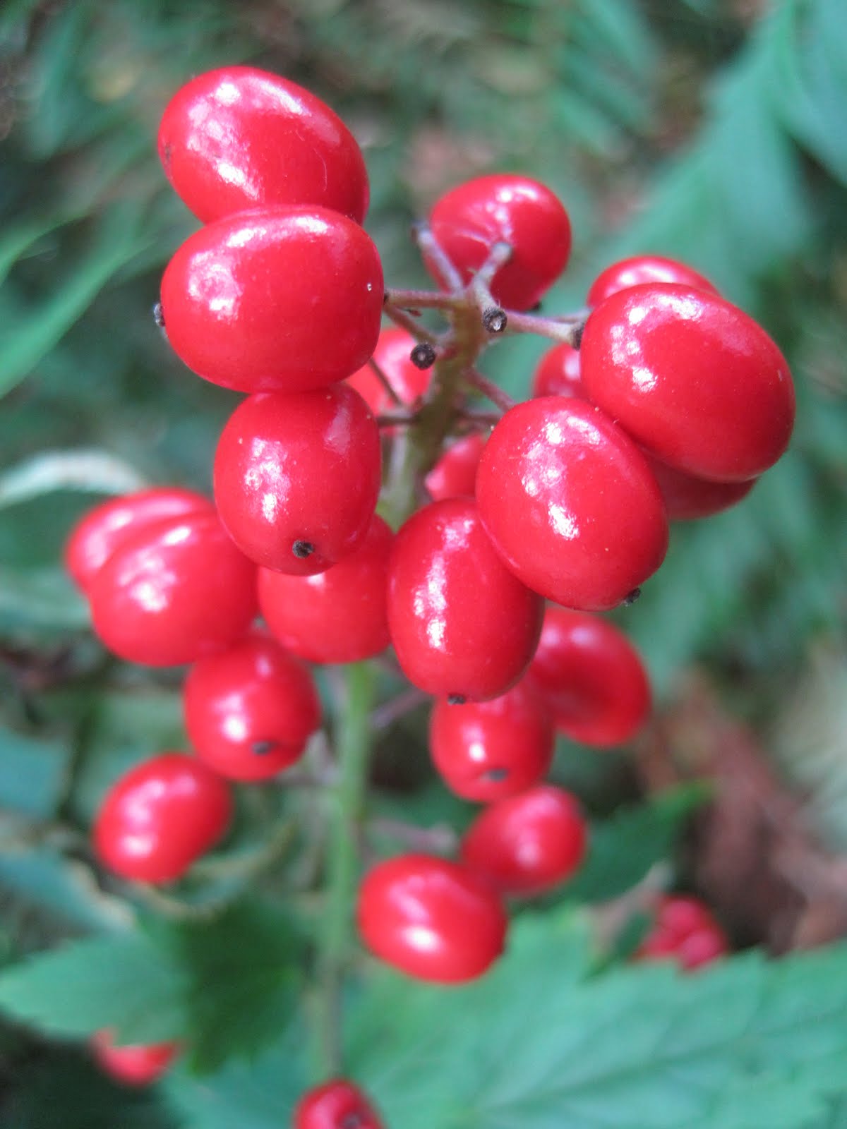 Meandering Washington August 2011