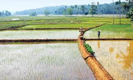 Kerala floods damage hactors of farm fields, Farmers, News, Local-News, Trending, Flood, Probe, Visit, Report, Kerala