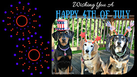 3 rescue dogs fourth of july