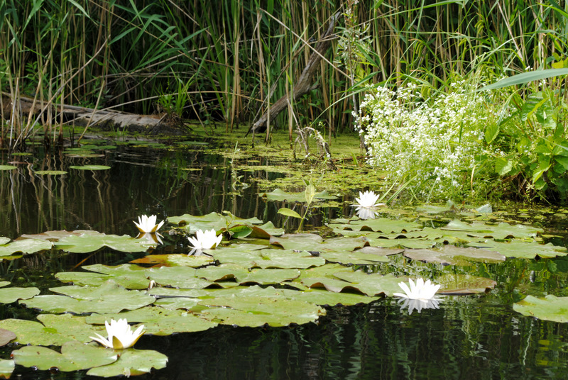 Река ворсклица