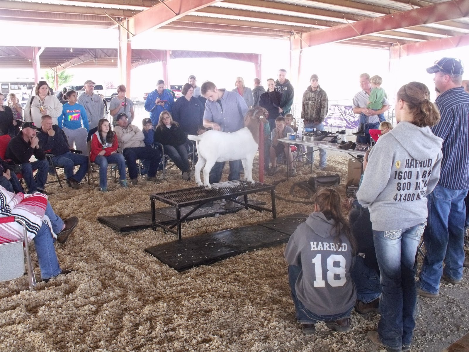 The Teagasc Goat Blog National Goat Expo Report Part 3