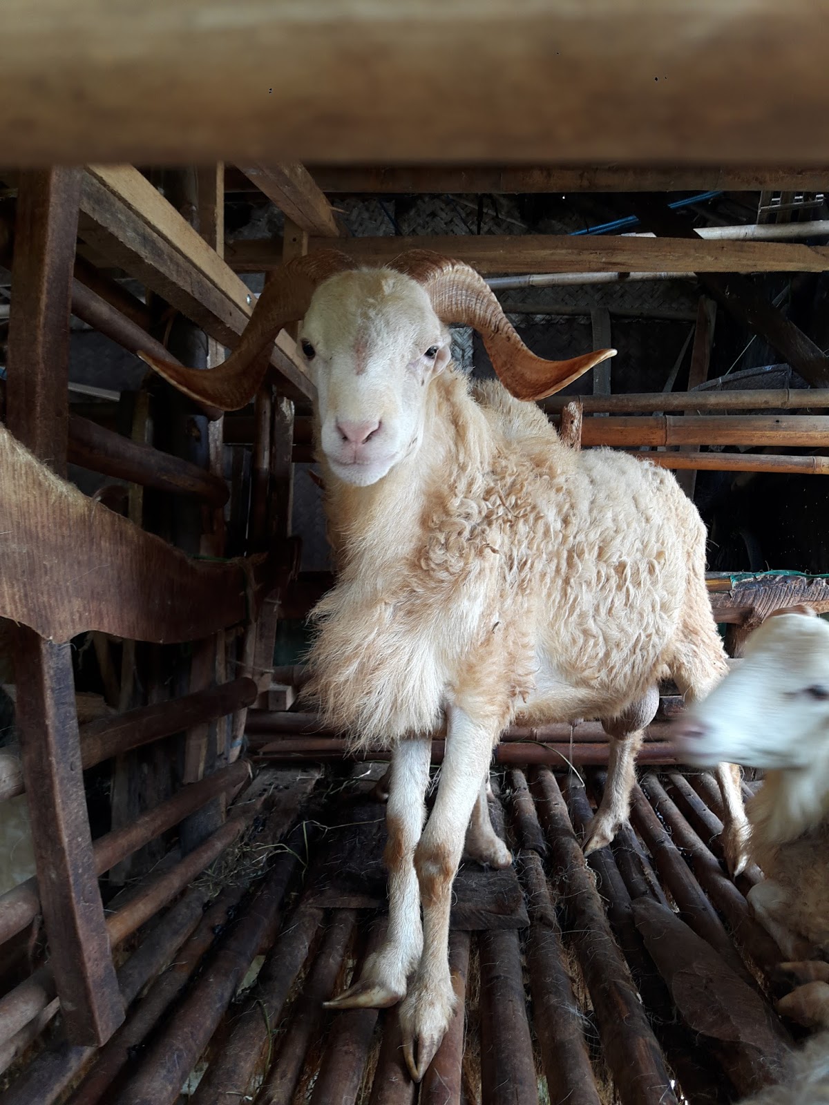 Hewan Qurban Dan Aqiqah Jual Hewan Qurban Dan Aqiqah