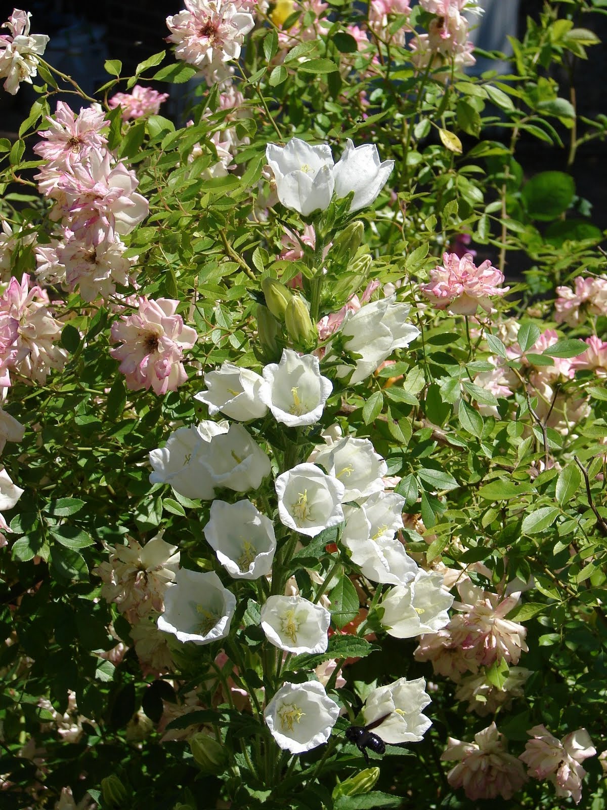 Kit Réparation Lève-vitre Avant Droit Renault Trafic II - Pièce D'origine 7700311821, Garantie 3 Ans