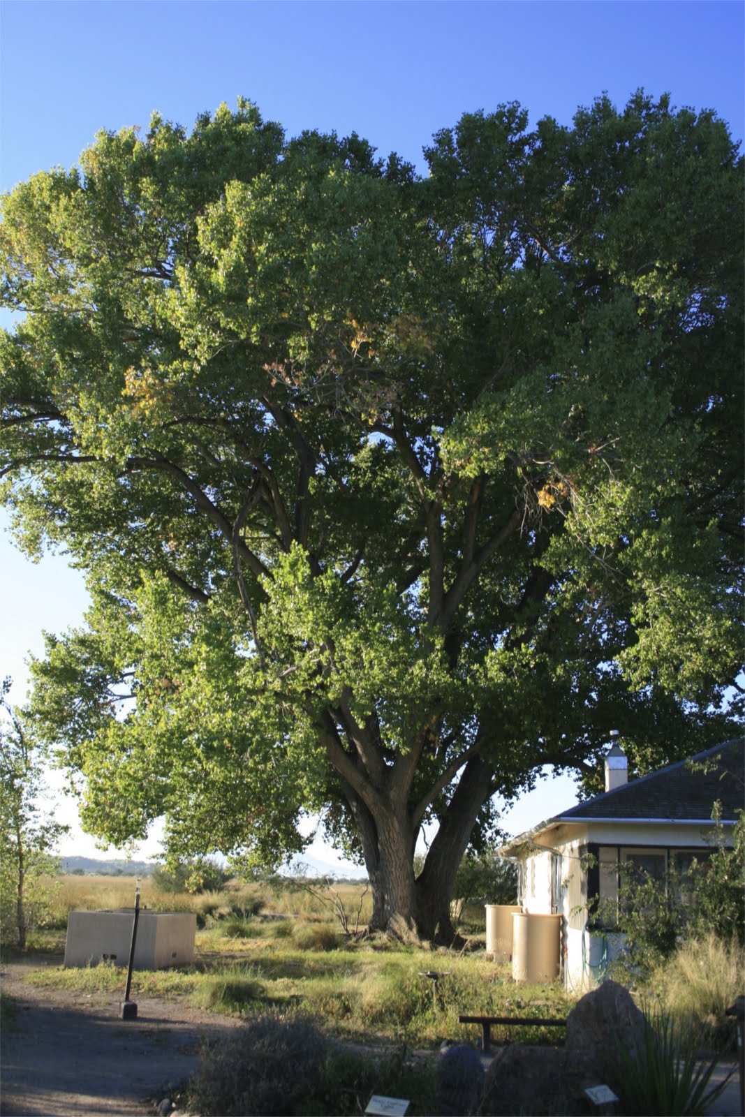 Sonoran Connection The Mighty Cottonwood Tree