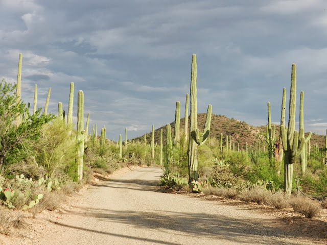 Saguaros Tucson Arizona