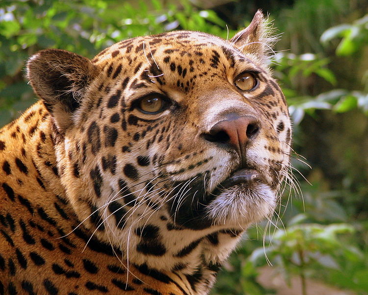 Costa Rica Becomes The FIRST Nation To Ban Hunting!