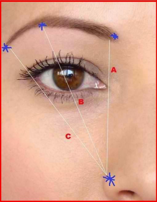 shape eyebrows square, round, oval, long and heart shaped face